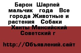 Барон (Шарпей), мальчик 3 года - Все города Животные и растения » Собаки   . Ханты-Мансийский,Советский г.